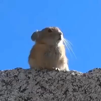 土拨鼠的嚎叫